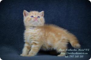 Loco Niebieskie Misie-rude koty brytyjskie (25)
