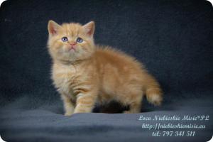 Loco Niebieskie Misie-rude koty brytyjskie (26)