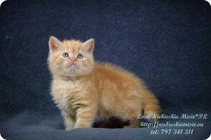 Loco Niebieskie Misie-rude koty brytyjskie (27)