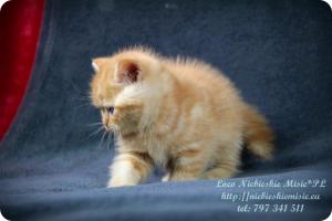 Loco Niebieskie Misie-rude koty brytyjskie (32)