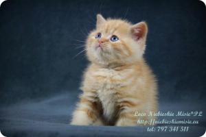 Loco Niebieskie Misie-rude koty brytyjskie (4)