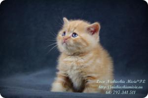 Loco Niebieskie Misie-rude koty brytyjskie (7)