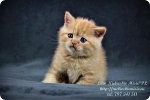 Loco Niebieskie Misie-rude koty brytyjskie (8)