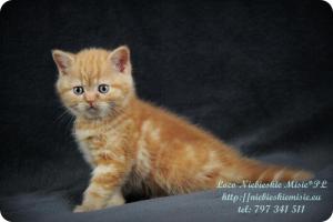 Lolo Niebieskie Misie-rude koty brytyjskie (1)
