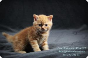 Lolo Niebieskie Misie-rude koty brytyjskie (16)