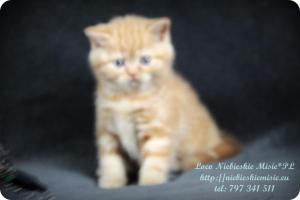 Lolo Niebieskie Misie-rude koty brytyjskie (2)