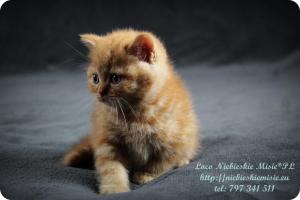 Lolo Niebieskie Misie-rude koty brytyjskie (22)