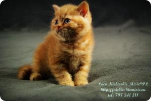 Lolo Niebieskie Misie-rude koty brytyjskie (23)