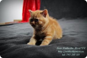 Lolo Niebieskie Misie-rude koty brytyjskie (27)