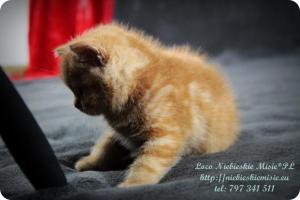 Lolo Niebieskie Misie-rude koty brytyjskie (29)