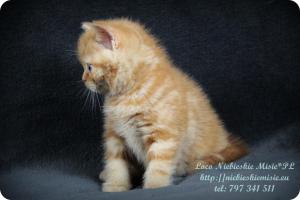 Lolo Niebieskie Misie-rude koty brytyjskie (3)