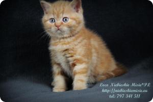 Lolo Niebieskie Misie-rude koty brytyjskie (4)