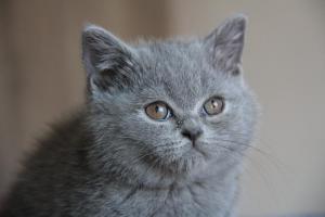 Olga Niebieskie Misie-koty brytyjskie (1)
