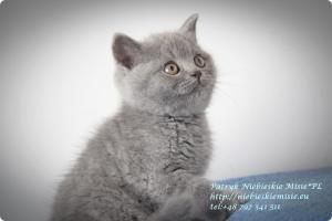 Patryk Niebieskie Misie-koty brytyjskie (2)