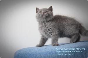 Patryk Niebieskie Misie-koty brytyjskie (4)