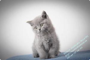 Pawcio Niebieskie Misie-koty brytyjski (10)