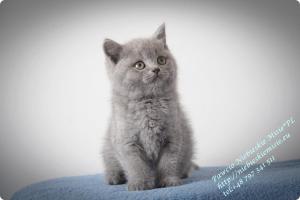 Pawcio Niebieskie Misie-koty brytyjski (11)