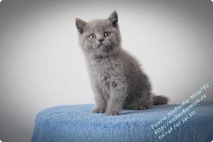 Pawcio Niebieskie Misie-koty brytyjski (6)