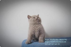 Popo Niebieskie Misie-koty brytyjskie (15)