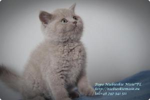 Popo Niebieskie Misie-koty brytyjskie (2)