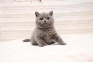 Koty brytyjskie niebieskie krótkowłose-miot U