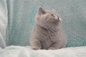 Koty Brytyjskie Niebieskie Betty Niebieskie Misie (32)