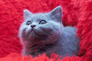Koty Brytyjskie Niebieskie Miot W