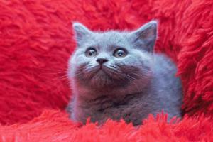 Koty Brytyjskie Niebieskie Miot W