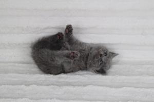 koty brytyjskie niebeiskie krótkowłose-Rita (18)