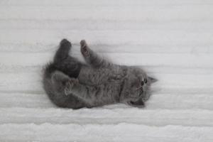 koty brytyjskie niebeiskie krótkowłose-Rita (19)