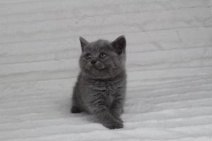 koty brytyjskie niebeiskie krótkowłose-Rita (22)