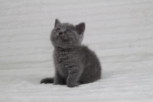 koty brytyjskie niebeiskie krótkowłose-Rita (6)