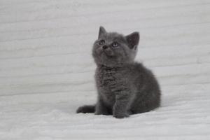 koty brytyjskie niebeiskie krótkowłose-Rita (8)