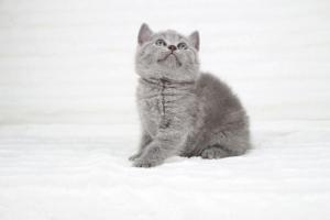 koty brytyjskie niebeiskie krótkowłose-Robbie (1)