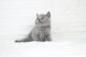 koty brytyjskie niebeiskie krótkowłose-Robbie (10)