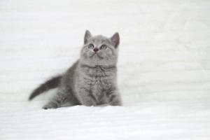 koty brytyjskie niebeiskie krótkowłose-Robbie (2)