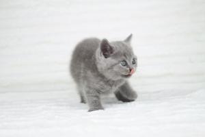 koty brytyjskie niebeiskie krótkowłose-Robbie (24)