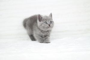 koty brytyjskie niebeiskie krótkowłose-Robbie (25)