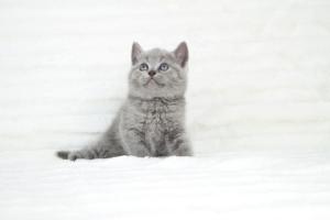 koty brytyjskie niebeiskie krótkowłose-Robbie (5)
