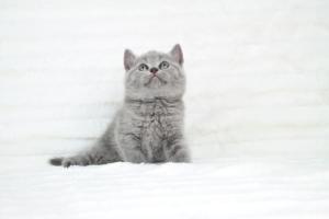 koty brytyjskie niebeiskie krótkowłose-Robbie (6)