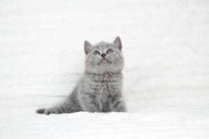 koty brytyjskie niebeiskie krótkowłose-Robbie (7)