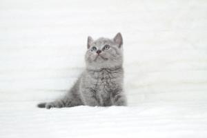 koty brytyjskie niebeiskie krótkowłose-Robbie (8)