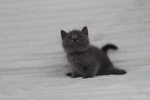 koty brytyjskie niebeiskie krótkowłose-Royber (16)