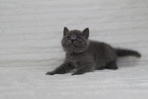 koty brytyjskie niebeiskie krótkowłose-Royber (17)
