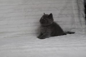 koty brytyjskie niebeiskie krótkowłose-Royber (19)