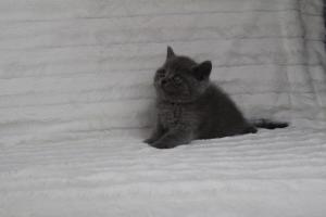 koty brytyjskie niebeiskie krótkowłose-Royber (20)