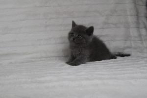 koty brytyjskie niebeiskie krótkowłose-Royber (21)