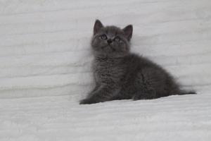 koty brytyjskie niebeiskie krótkowłose-Royber (28)