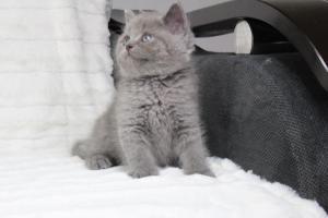koty brytyjskie niebeiskie krótkowłose-Royber (9)