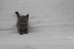koty brytyjskie niebeiskie krótkowłose-Rysiu (12)